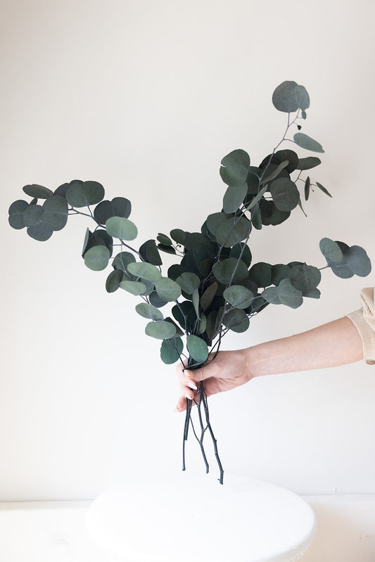 PRE ORDER Silver Dollar Eucalyptus