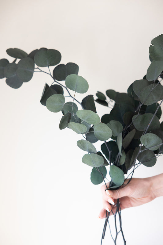 PRE ORDER Silver Dollar Eucalyptus