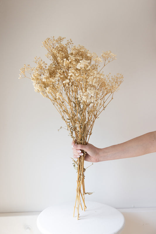 Natural Preserved Baby’s Breath