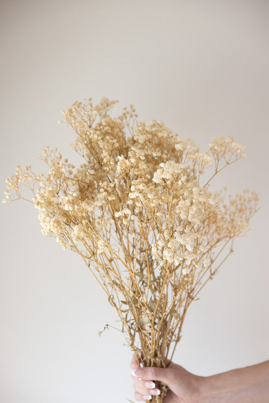 Natural Preserved Baby’s Breath