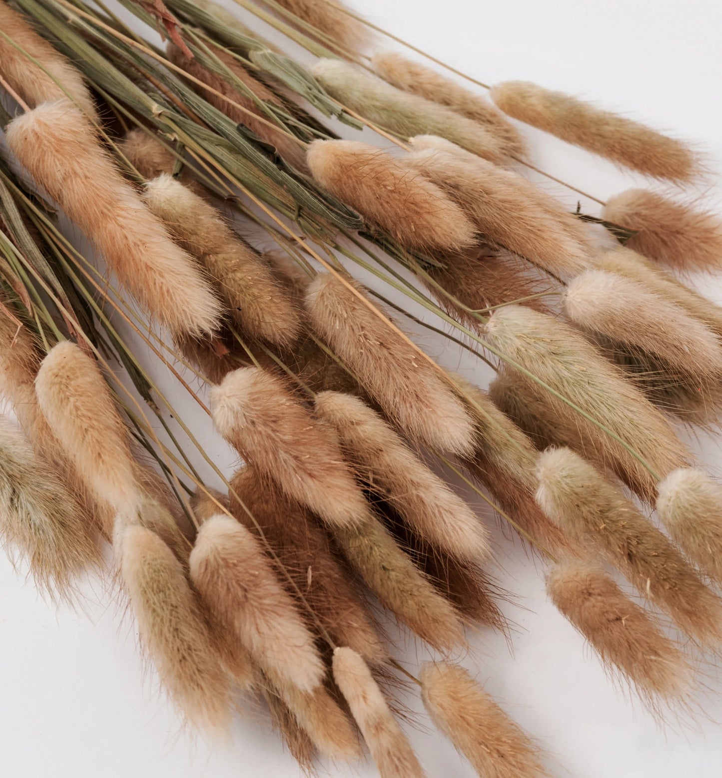 Terracotta Bunny Tails