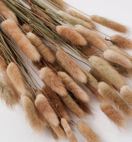 Terracotta Bunny Tails