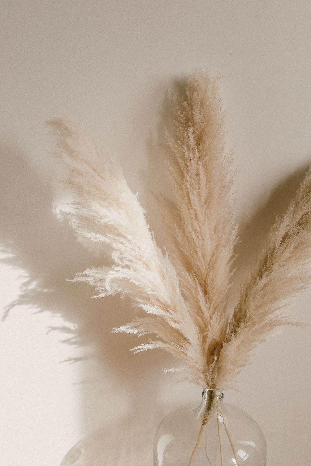 Premium Champagne Pampas Grass