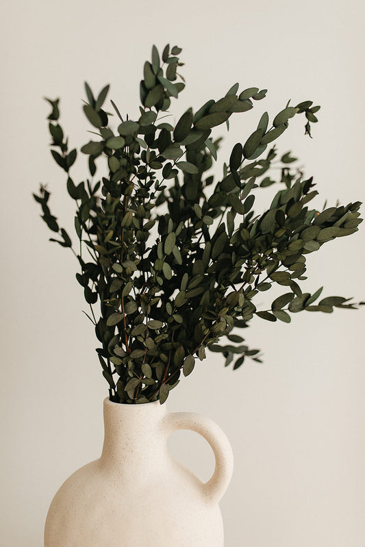 Preserved Parvifolia Eucalyptus