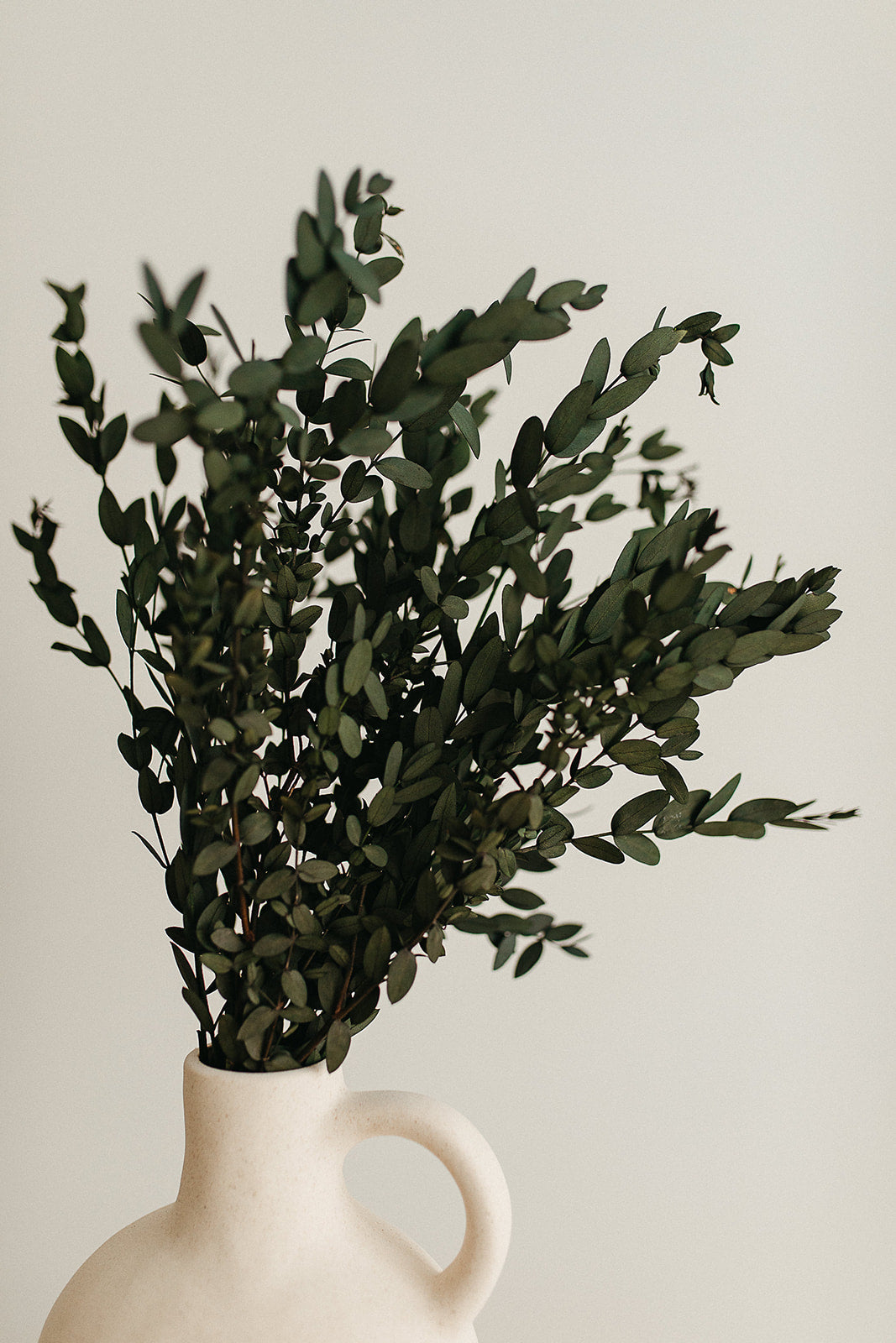 Preserved Parvifolia Eucalyptus