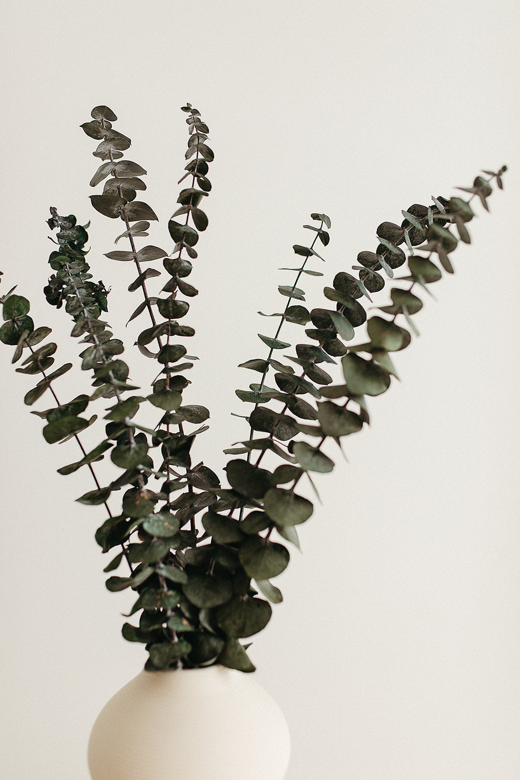 Preserved Eucalyptus