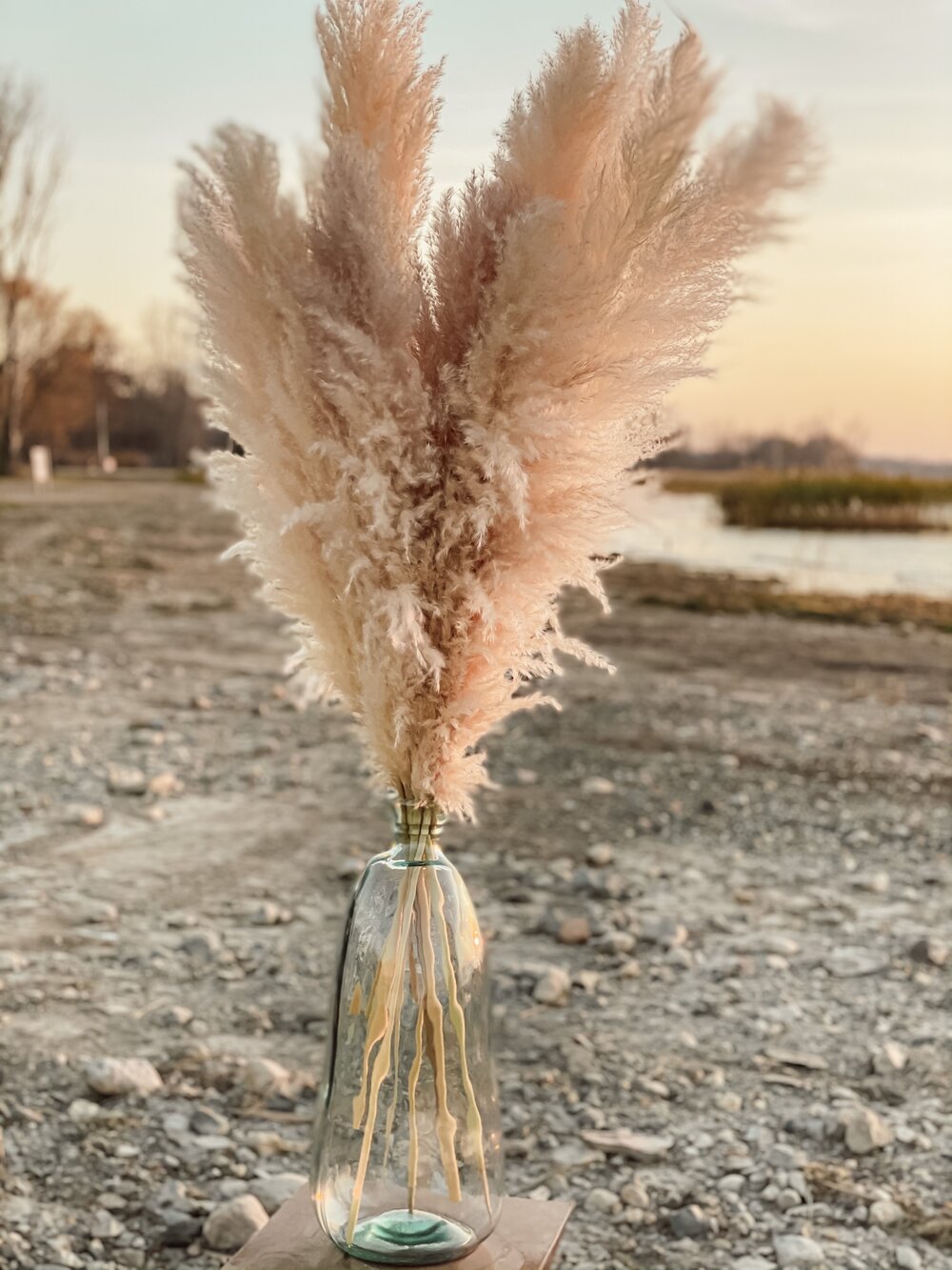 Premium Champagne Pampas Grass