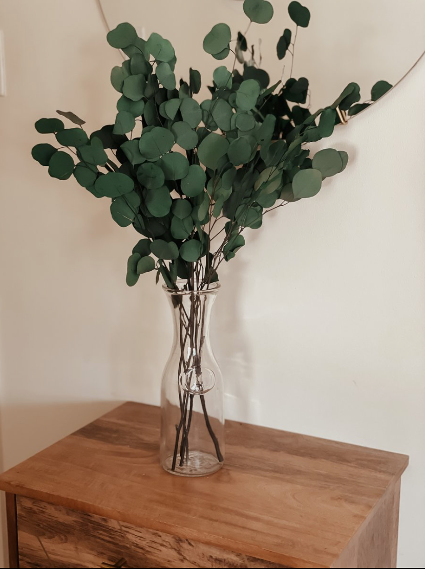 PRE ORDER Silver Dollar Eucalyptus