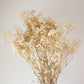 Natural Preserved Baby’s Breath
