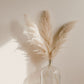 Premium Champagne Pampas Grass