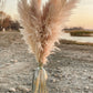 Premium Champagne Pampas Grass